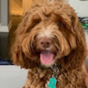 Meet your Posher, Ian